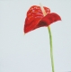 1290823472Anthurium.jpg